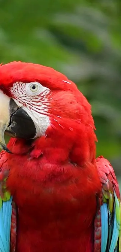 Close-up of a vibrant red parrot with green foliage background.