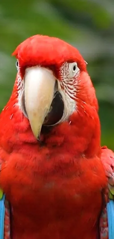 Vibrant red parrot with colorful wings on a mobile wallpaper.