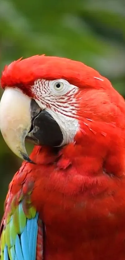 A vibrant red parrot with a vivid green and blue feathered background.