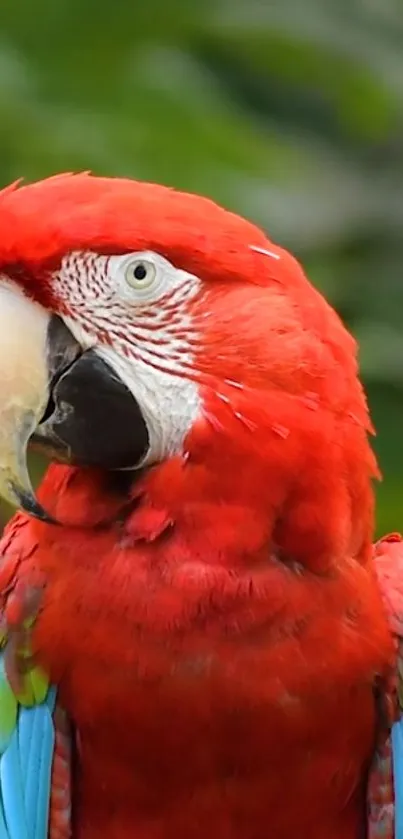 A vibrant red parrot with colorful feathers adorns this wallpaper.