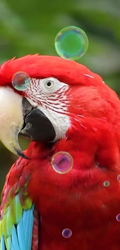 Vibrant red parrot with colorful feathers and bubbles in the background.