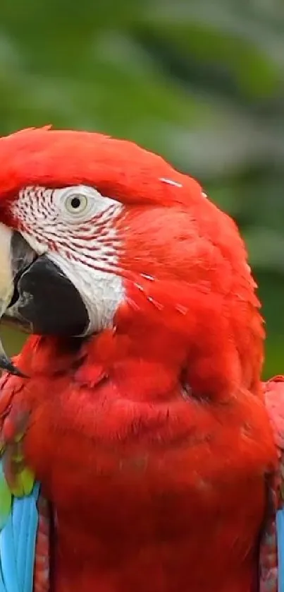 Vibrant red parrot with colorful feathers and a lush green background.