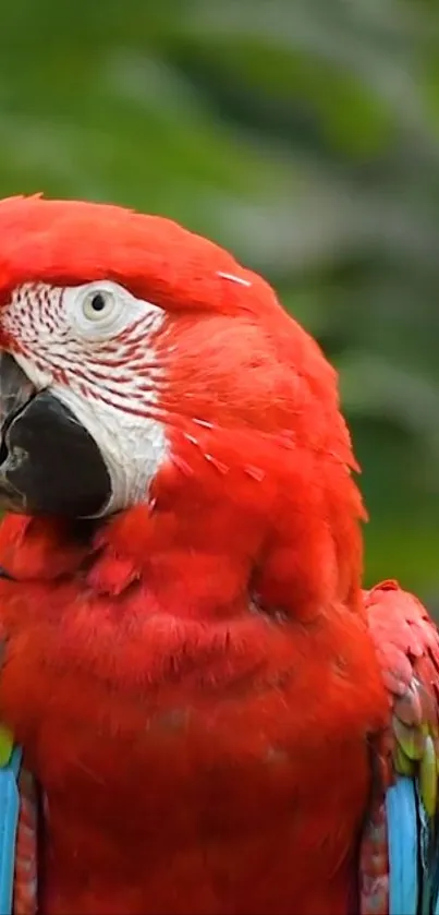 Vibrant red parrot with green background.