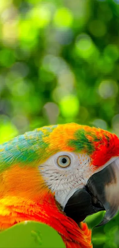 Colorful parrot with a green background.