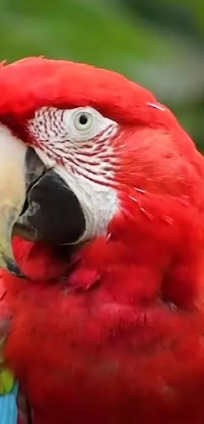 Close-up of a vibrant red parrot with a lush green background.