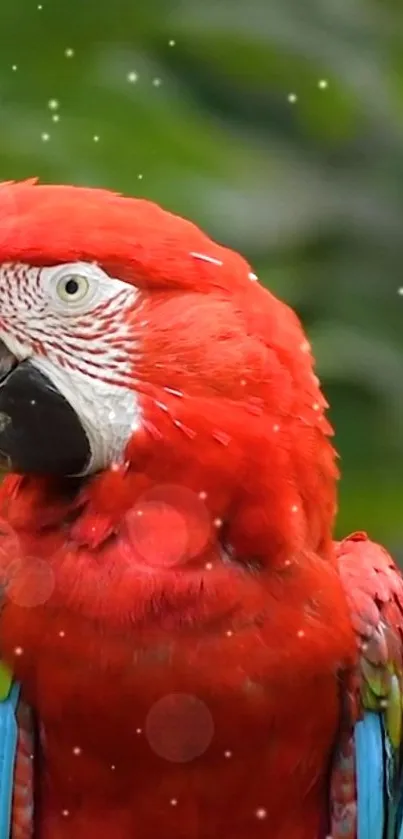 Bright red parrot with green and blue feathers on a leafy background.