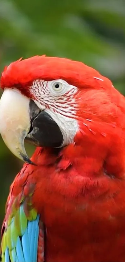 Vibrant red parrot with colorful plumage and green background.