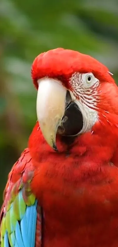 Close-up of a vibrant red parrot with colorful feathers on green background.