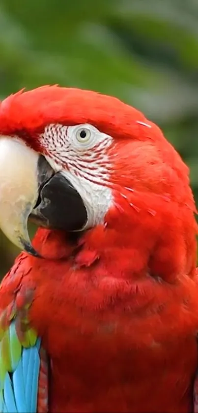 Vibrant red macaw parrot in natural setting, perfect for wallpaper.