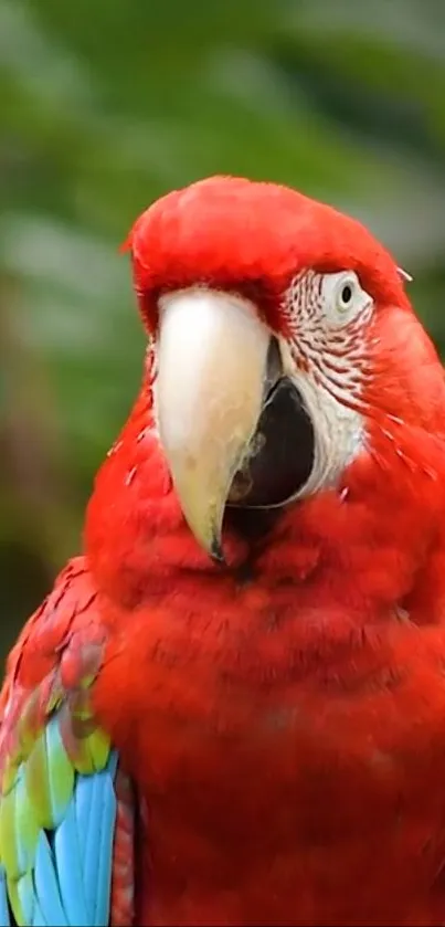 Bright red macaw with colorful feathers in nature scene.