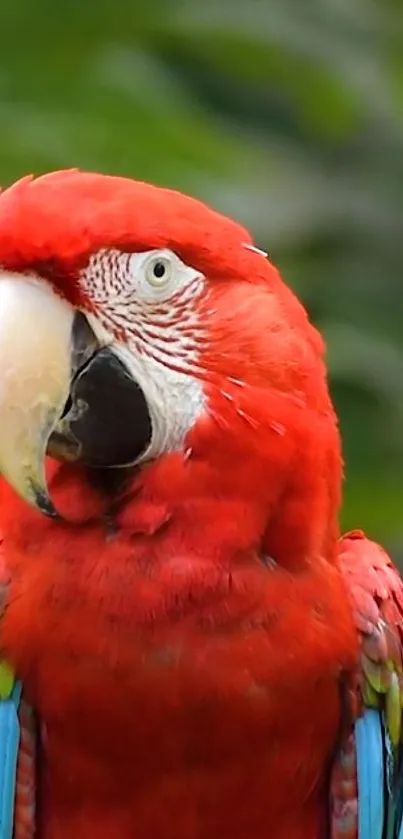 Vibrant red parrot with colorful wings in nature setting.