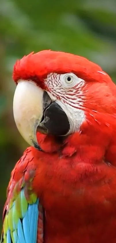 Vibrant red parrot with colorful feathers on a green background.