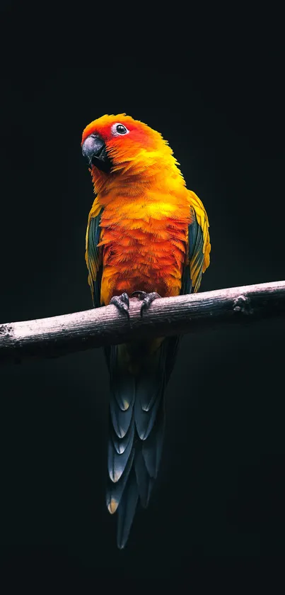 Vibrant orange parrot on a dark branch background.