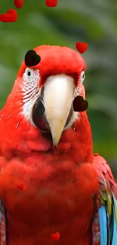 A vibrant red parrot with heart icons floating around.