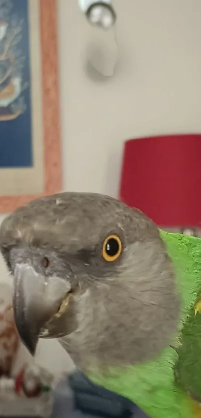 Vibrant parrot with a red lamp background in a cozy room setting.