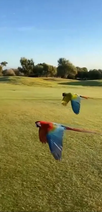 Two vibrant parrots flying over a green field with a clear sky.