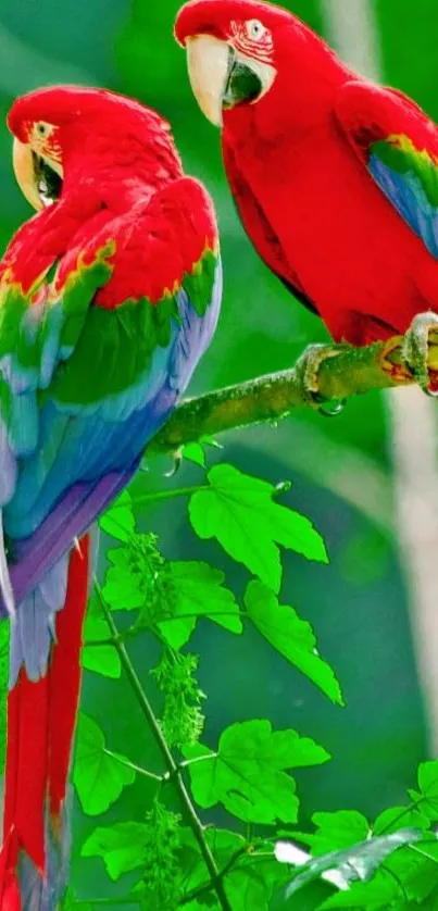 Two vibrant parrots on a green forest branch.