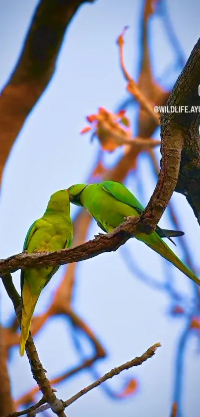 Two vibrant green parrots perched on a branch against a natural backdrop.