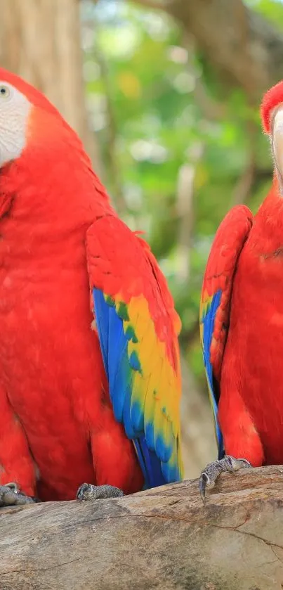 Two vibrant parrots perched on a branch amidst lush greenery.