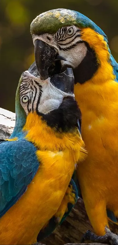 Two vibrant parrots perched on a tree branch in a lush, green natural setting.