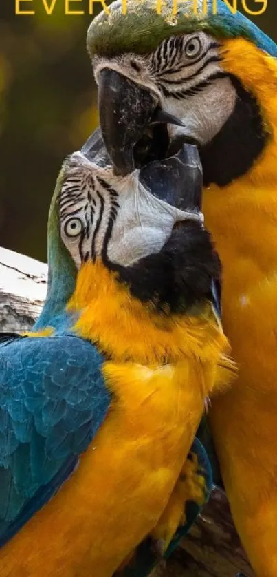 Colorful parrots expressing love in a vibrant natural setting.