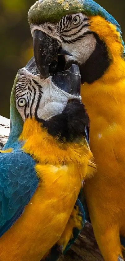 Vibrant blue and gold macaw parrots captured on a branch.