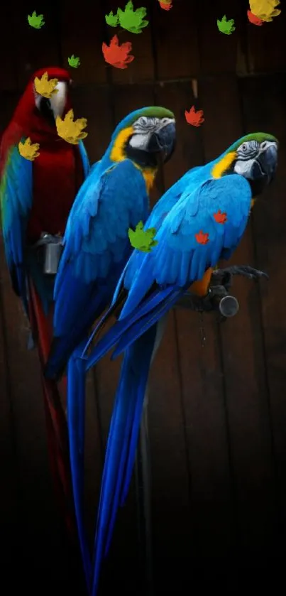 Three vibrant parrots perched against a dark wooden background.