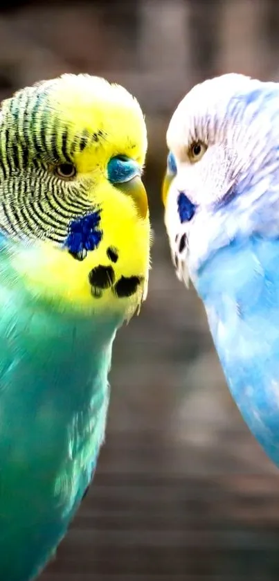 Two vibrant parrots with colorful feathers on a branch.