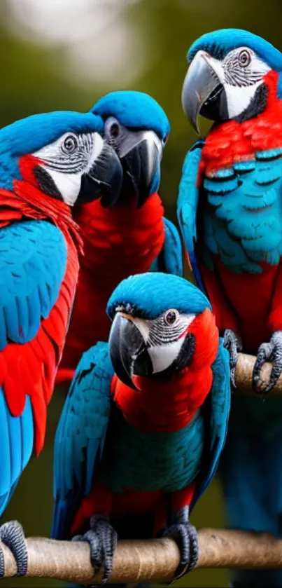 Vibrant blue and red parrots perched on a branch.