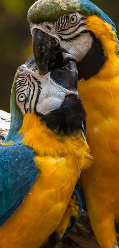 Two vibrant parrots with striking blue and yellow plumage perched together.