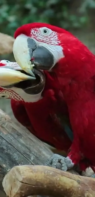 Two vibrant red parrots perched on a branch.