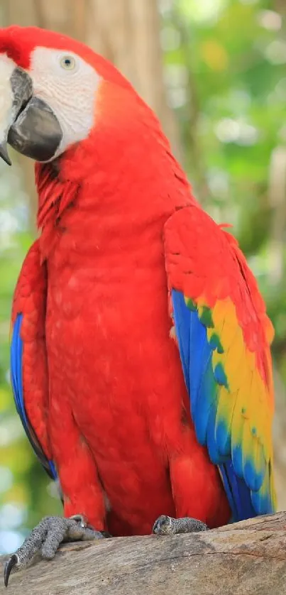 Two vibrant parrots perched on a branch against a lush green backdrop.