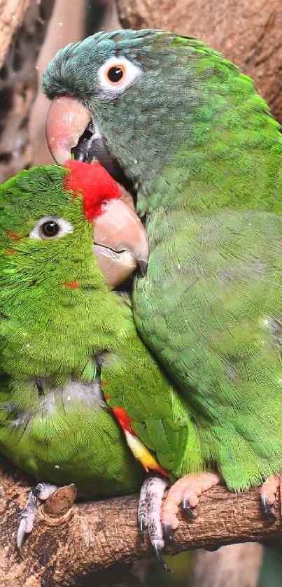 Two colorful green parrots perched closely on a tree branch.