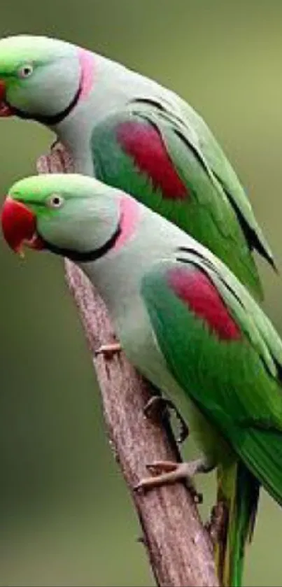 Two vibrant parrots perched on a branch.