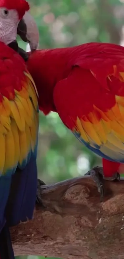 Colorful parrots perched on a tree branch.