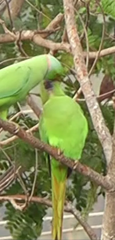 Two vibrant green parrots on a tree branch.