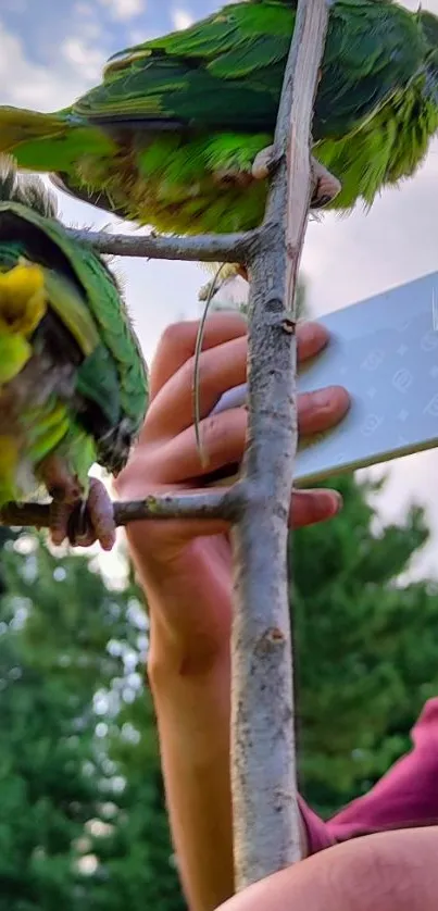 Two vibrant green parrots perched on a branch with a smartphone in view.