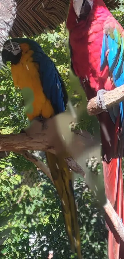 Two vibrant parrots on a tree branch with lush green leaves.