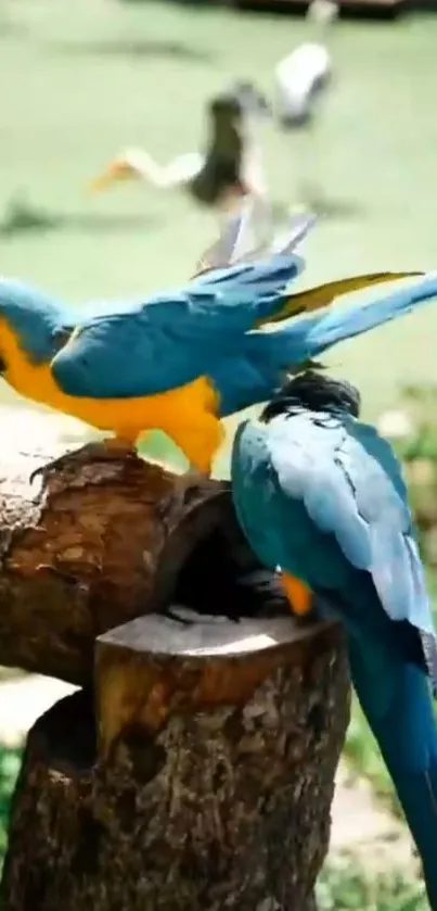 Blue and yellow parrots perched on a tree in a lush setting.