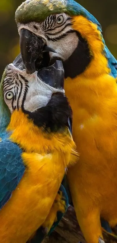 Two vibrant macaws perched on a branch, showcasing colorful feathers in a natural setting.