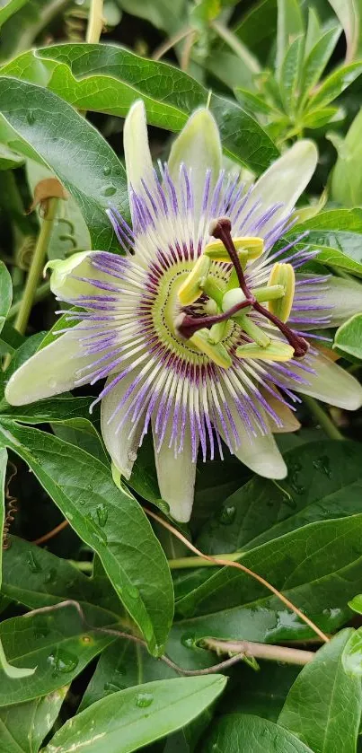 A vibrant passion flower among green leaves, perfect for nature wallpaper.