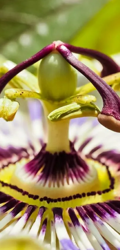 Close-up vibrant passion flower wallpaper for mobile.