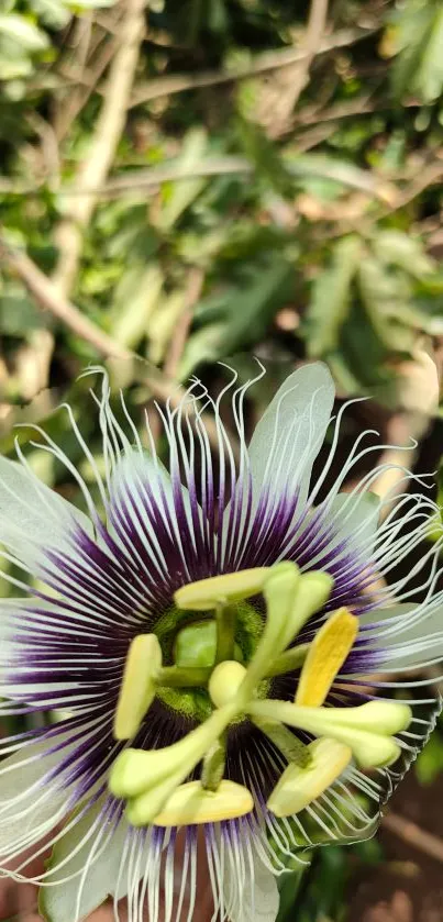 Close-up of a vibrant passion flower against green leaves.