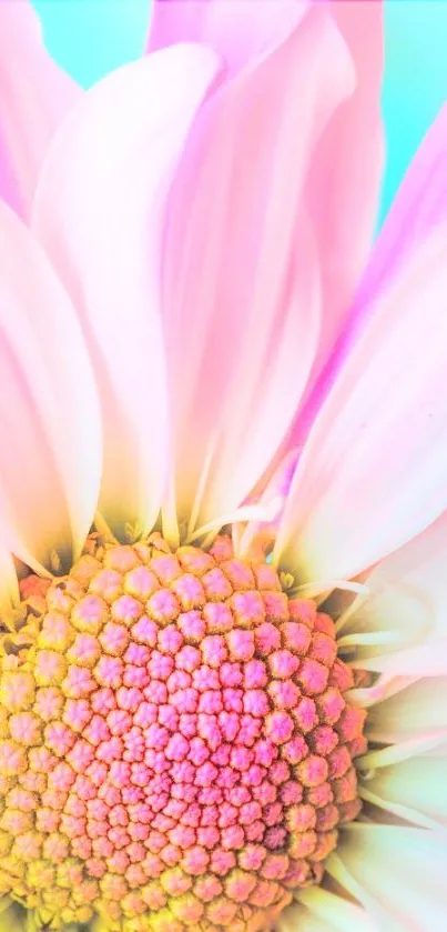 Pastel pink flower with a blue background, showcasing vibrant petals.