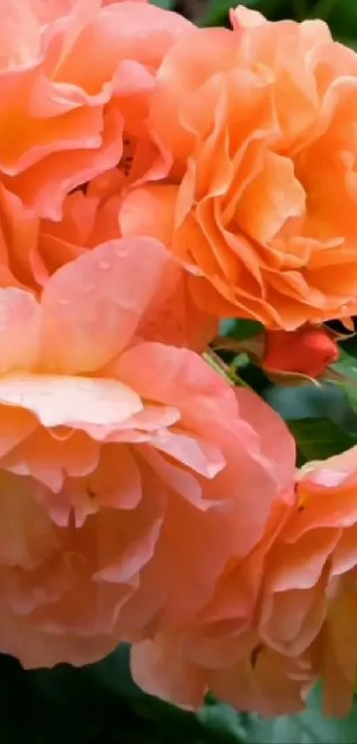 Peach blossom wallpaper with vibrant orange petals.