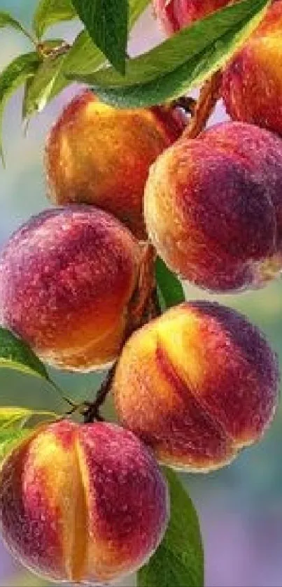 Vibrant peaches hanging on a tree branch.