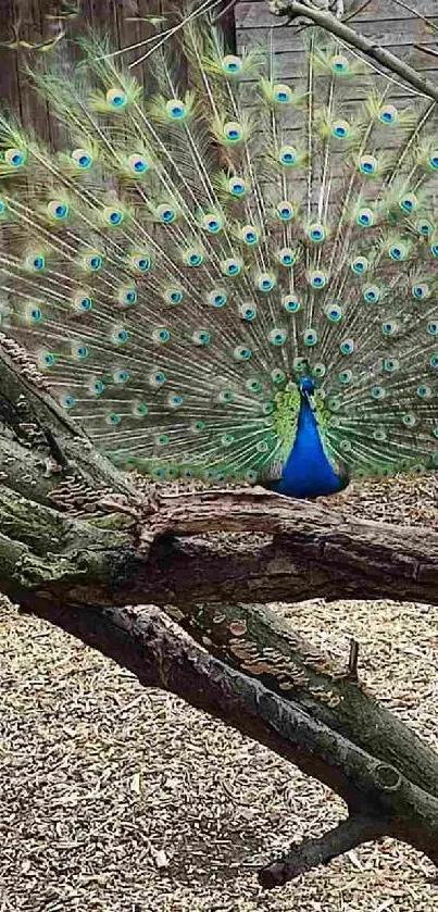 Vibrant peacock with feathers fanned beside a colorful pheasant on a branch.