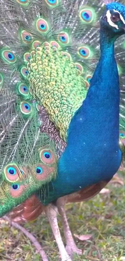 Vibrant teal and green peacock displaying majestic feathers.