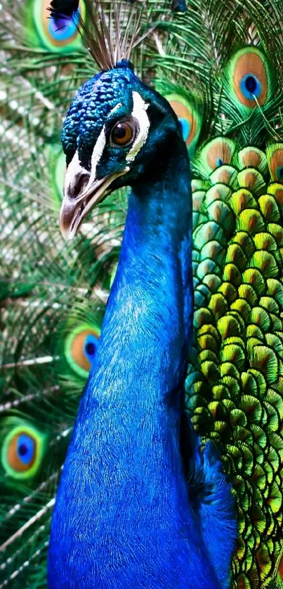 Stunning peacock displaying vibrant blue and green feathers.