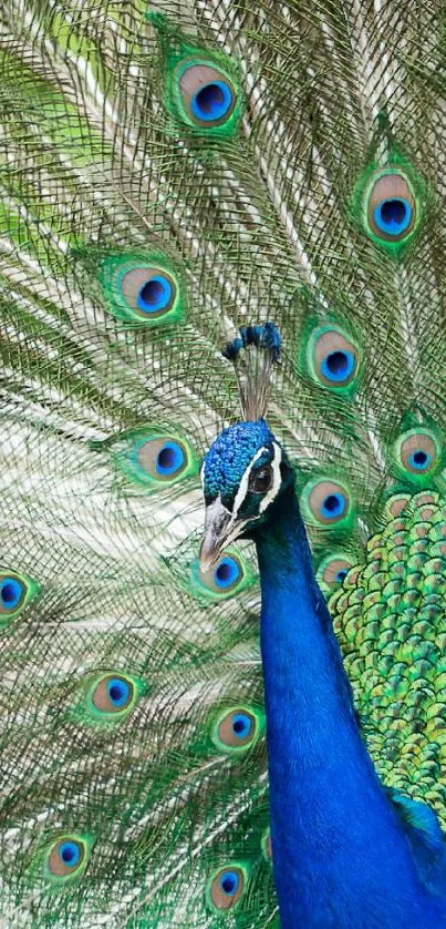 Close-up of a majestic peacock with vibrant plumage displayed.